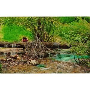 Watering Log Cimarron Canyon‎ Postcard Cimarron New Mexico Unposted